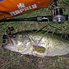 Top Water Old Lure Bass Fishing Favorite ｜オールドルアー　在りし日のバスフィッシング　五三川　52cm