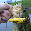 Top Water Old Lure Bass Fishing Favorite ｜オールドルアー　在りし日のバスフィッシング　琵琶湖　バスリカー53cm