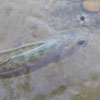 ドライフライ　岐阜の溪の岩魚たち
