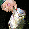 Top Water Old Lure Bass Fishing Favorite bI[hA[@݂肵̃oXtBbVO@܎O@50.5cm