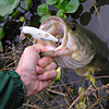 Top Water Old Lure Bass Fishing Favorite bI[hA[@݂肵̃oXtBbVO@܎O@fBNV[49cm-2
