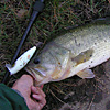 Top Water Old Lure Bass Fishing Favorite bI[hA[@݂肵̃oXtBbVO@܎O@fBNV[48cm