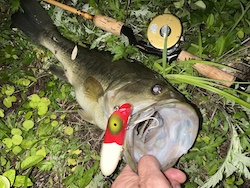 Bass Oreno Red & White