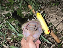 Bass Oreno Fluorescent Yellow