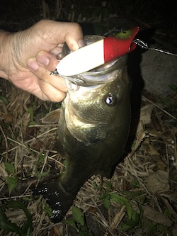 Bass Oreno Red & White